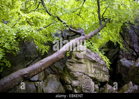 falled Baum im Feld der Felsenmeer-Block, Deutschland, Nordrhein-Westfalen, Hemer Stockfoto