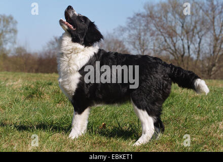 Border Collie (Canis Lupus F. Familiaris), stehend auf einer Wiese, Deutschland Stockfoto