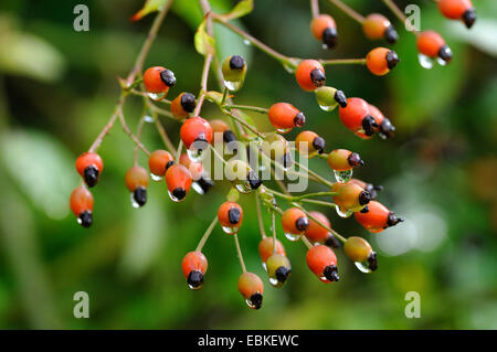 Japanische Rose, Multiflora Rose, Rambler-Rose (Rosa Multiflora), Früchte mit Regentropfen Stockfoto