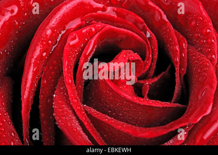 dekorative Rose (Rosa spec.), Detail von einer roten Rose mit Tautropfen Stockfoto