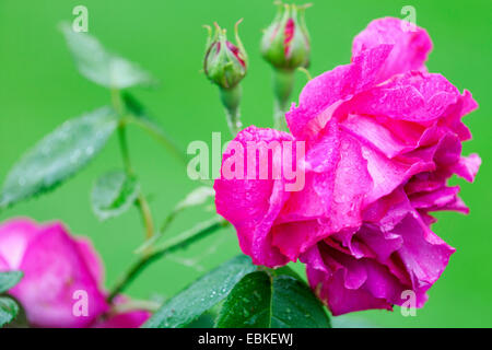 Rosenblüten in Regen, Deutschland Stockfoto