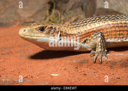 Schwarz gesäumten versilbert Eidechse (Gerrhosaurus Nigrolineatus), portrait Stockfoto