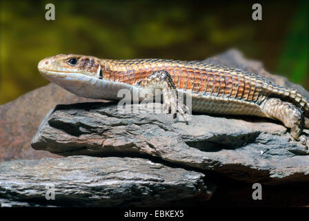 Eidechse (Gerrhosaurus Nigrolineatus), auf einem Stein vergoldet schwarz gesäumt Stockfoto