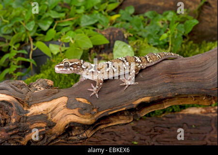 Termitenhügel Gecko (Hemidactylus Triedrus), auf einem Ast Stockfoto