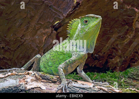 Chamäleon Wald Dragon, Chameleon Anglehead Eidechse (Gonocephalus Chamaeleontinus), Seitenansicht Stockfoto