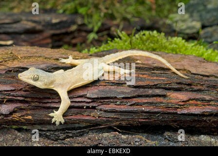 Asiatische Blatt-toed Gecko, asiatische Haus Gecko, Cheechak (Hemidactylus brookii) auf Totholz Stockfoto