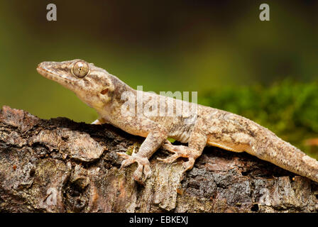 Afrikanisches Haus Gecko (Hemidactylus Mabouia), auf einem Ast Stockfoto