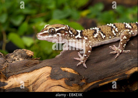 Termitenhügel Gecko (Hemidactylus Triedrus), auf Totholz Stockfoto