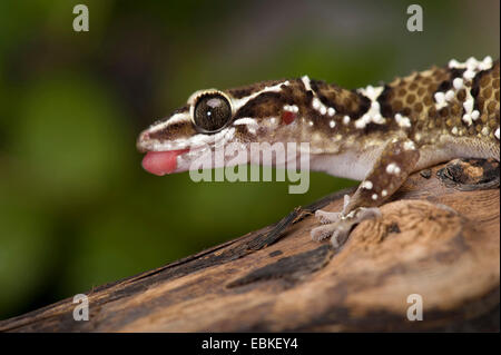 Termitenhügel Gecko (Hemidactylus Triedrus), portrait Stockfoto