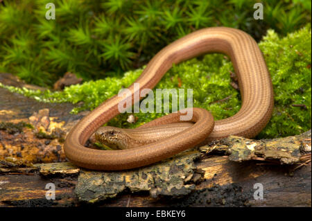 Europäische Blindschleiche, Blindworm Blindschleiche (geschiedenen Fragilis), Wicklung in Deadwood und Moos, Deutschland Stockfoto