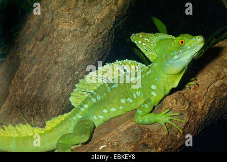 grüne Basilisk, gefiederte Basilisk, Doppel-crested Basilisken (Plumifrons Basiliskos), sitzen auf einem Baumstamm Stockfoto