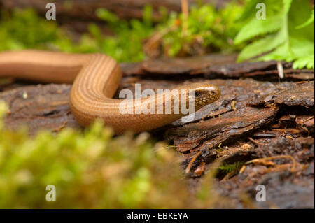 Europäische Blindschleiche, Blindworm Blindschleiche (geschiedenen Fragilis), Wicklung auf Totholz, Deutschland Stockfoto