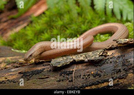 Europäische Blindschleiche, Blindworm Blindschleiche (geschiedenen Fragilis), Wicklung auf Totholz, Deutschland Stockfoto