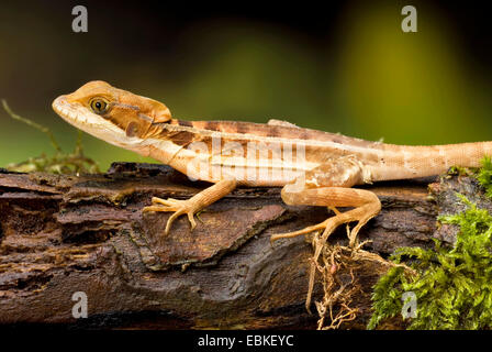 Brauner Basilisk, gestreifte Basilisk, gelb gestreiften Basilisk, Jesus Christ Lizard (Basiliskos Vittatus), auf moosigen Totholz Stockfoto