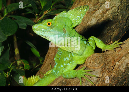 grüne Basilisk, gefiederte Basilisk, Doppel-crested Basilisken (Plumifrons Basiliskos), sitzen auf einem Baumstamm Stockfoto