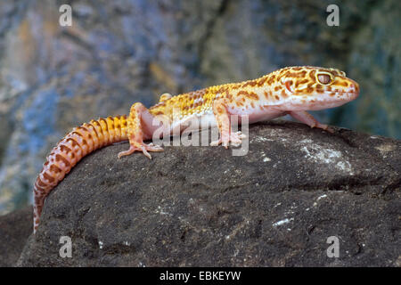 Leopardgecko (Eublepharis Macularius), auf einem Stein Stockfoto