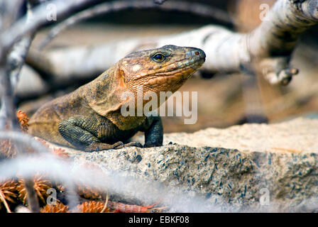 Riesen-Kanarische Eidechse (Gallotia Stehlini), portrait Stockfoto