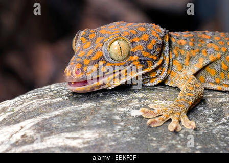 Tokay Gecko, Tokee (Gekko Gecko, Gecko Gecko), portrait Stockfoto