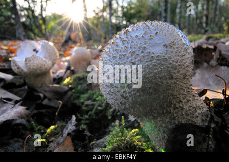 Stößel Puffball (Calvatia Excipuliformis, Calvatia Saccata), Fruchtkörper im industriellen Boden bei Gegenlicht, Deutschland, Ruhrgebiet, Ruhrgebiet Stockfoto