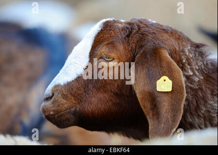 Boer Ziege (Capra Hircus, Capra Aegagrus F. Hircus), Porträt Stockfoto