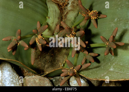 Baum Tumbo, Tumboa, Welwitschia (Welwitschia Mirabilis), männliche Blütenstände Stockfoto