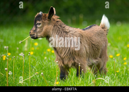 Hausziege (Capra Hircus, Capra Aegagrus F. Hircus), braune Zicklein stehend in einer Wiese Essen Löwenzahn, Deutschland, Nordrhein-Westfalen Stockfoto