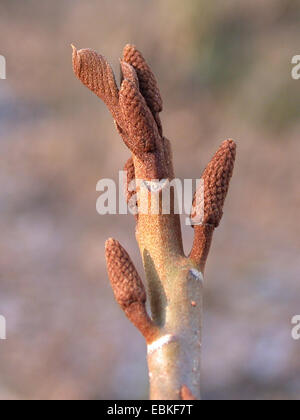 Kaukasische Wingnut (Pterocarya Fraxinifolia), Zweig mit männlichen Blütenständen im Keim zu ersticken Stockfoto