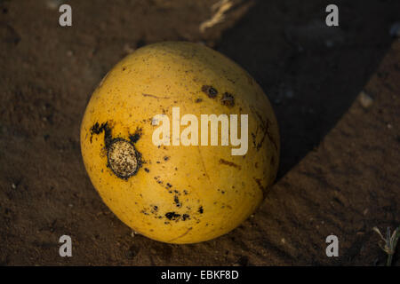 Ein schwarzer Affe orange (Strychnos madagascariensis) Obst auf dem Boden liegend Stockfoto