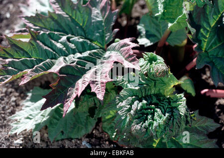 Chinesischer Rhabarber (Rheum Palmatum), schießen Stockfoto