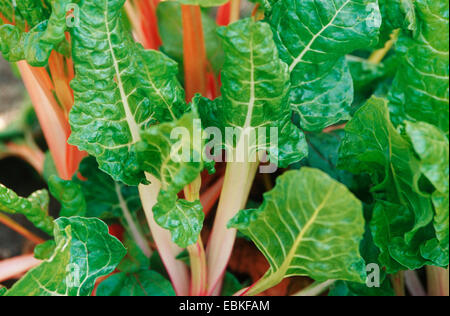 Laub-Rüben, Mangold, Mangold, Mangel (Beta Vulgaris var. Cicla, Beta Vulgaris ssp. Vulagris var. Cicla), Blätter Stockfoto