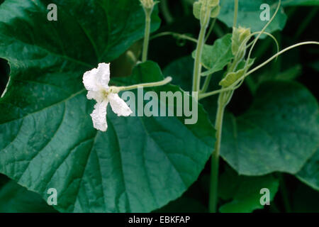 Kürbisse, Flaschenkürbis, Kalebasse, weiße Blüte Kürbis (Lagenaria Siceraria), blühen Stockfoto