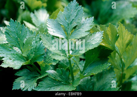 kultivierte Sellerie (auch Graveolens var. Dulce), Blatt Stockfoto