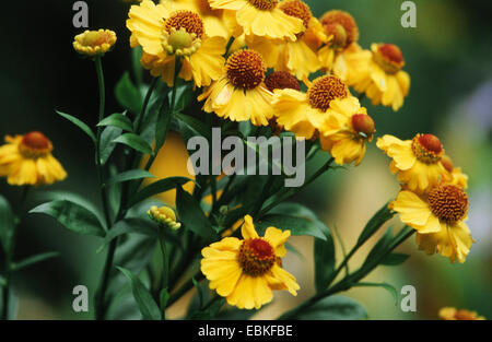 gemeinsame Sneezeweed (Helenium Autumnale), blühen Stockfoto