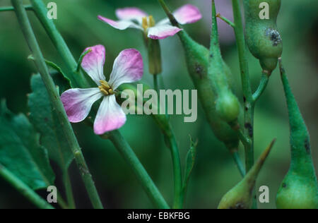 Radieschen, Chinesisch (Raphanus Sativus var. Oleiformis), blühen Stockfoto