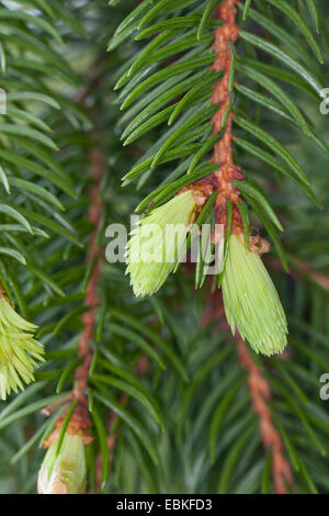 Norwegen Fichte (Picea Abies), junge Shootings, Deutschland Stockfoto