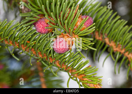 Norwegen Fichte (Picea Abies), Zweig mit jungen Zapfen, Deutschland Stockfoto