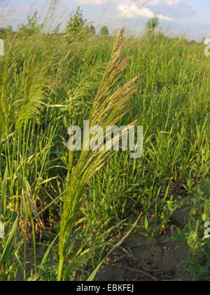 lose seidig-gebogen (Apera Spica-Venti), blühen, Deutschland Stockfoto