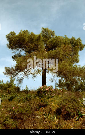 Türkische Kiefer (Pinus voll), Türkei Stockfoto