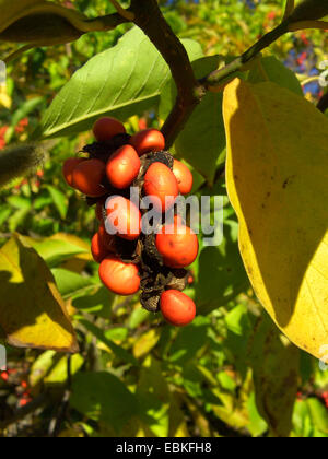 Stern-Magnolie (Magnolia Stellata), Fruchtstand Stockfoto