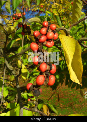 Stern-Magnolie (Magnolia Stellata), Fruchtstand Stockfoto