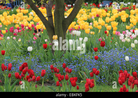 gemeinsamer Garten-Tulpe (Tulipa Gesneriana), park mit verschiedenen Arten von Tulpen und Vergissmeinnicht, Deutschland Holz Stockfoto