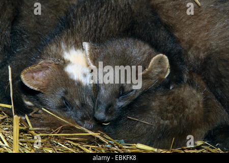 Europäischen Baummarder (Martes Martes), schlafen aufgerollt in einer Schlaf-Box, Deutschland Stockfoto