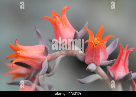 Echeveria Oliveranthus Rose (Echeveria Runyonii "Topsy Turvy", Echeveria Runyonii Topsy Turvy), Sorte Topsy Turvy, Blumen Stockfoto