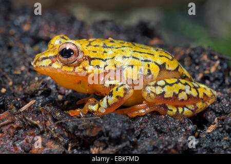 Reed-Frosch (Hyperolius spec.), auf dem Boden Stockfoto