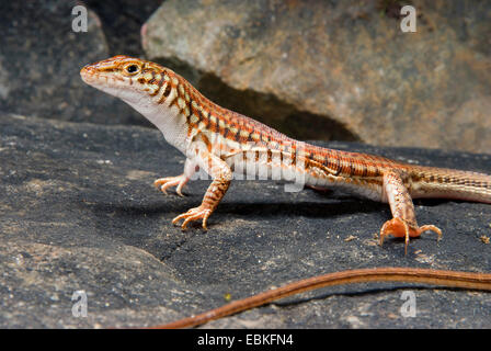 Lackierte lange Tailed Eidechse (Latastia Longicaudata), auf einem Stein Stockfoto