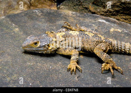 Roughtail Rock Agama (Laudakia Stellio), auf einem Stein Stockfoto