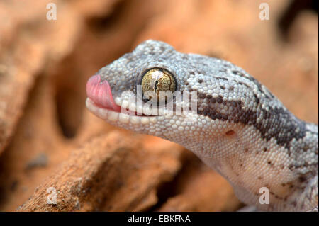 Banded samt Gecko (Homopholis Fasciata), Porträt Stockfoto