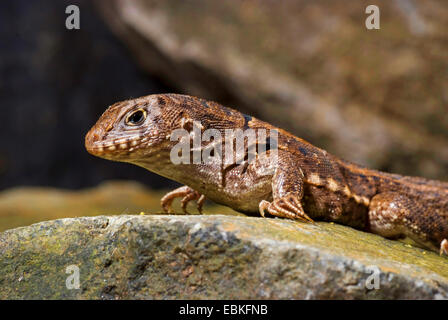 Curly-angebundene Eidechse (Leiocephalus Carinatus), portrait Stockfoto