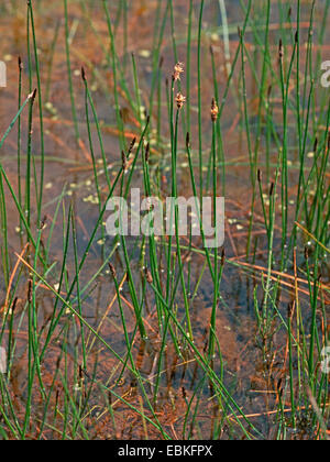 schleichende Spike-Rush, gemeinsame Spike-Rush, blasse Spike-Rush (Eleocharis Palustris SSP. Vulgaris, Eleocharis Vulgaris), auf einem Teich-Ufer, Deutschland, Nordrhein-Westfalen Stockfoto