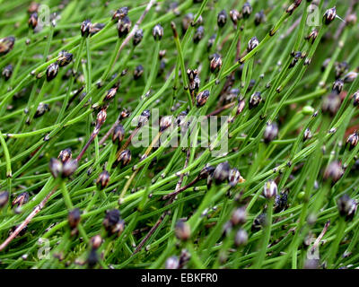 Zwerg Scheuern-Rush, Zwerg-Schachtelhalm (Equisetum Scirpoides), mit Zapfen Stockfoto